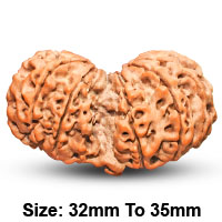 Gauri Shankar Rudraksha